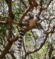 Voyage d'escalade à Madagascar