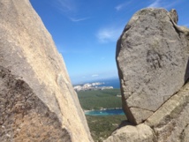 Centranthe à trois nervures Centranthe à trois nervures