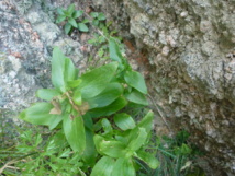 Centranthe à trois nervures Centranthe à trois nervures