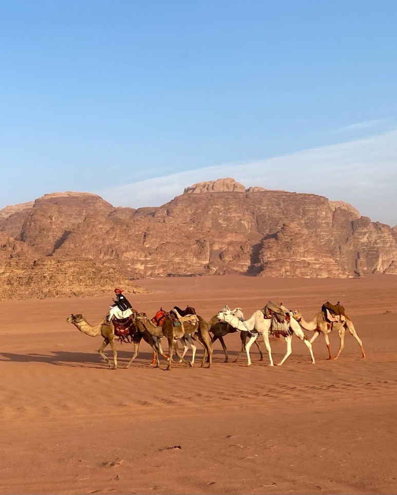 Les animaux typiques du désert jordanien