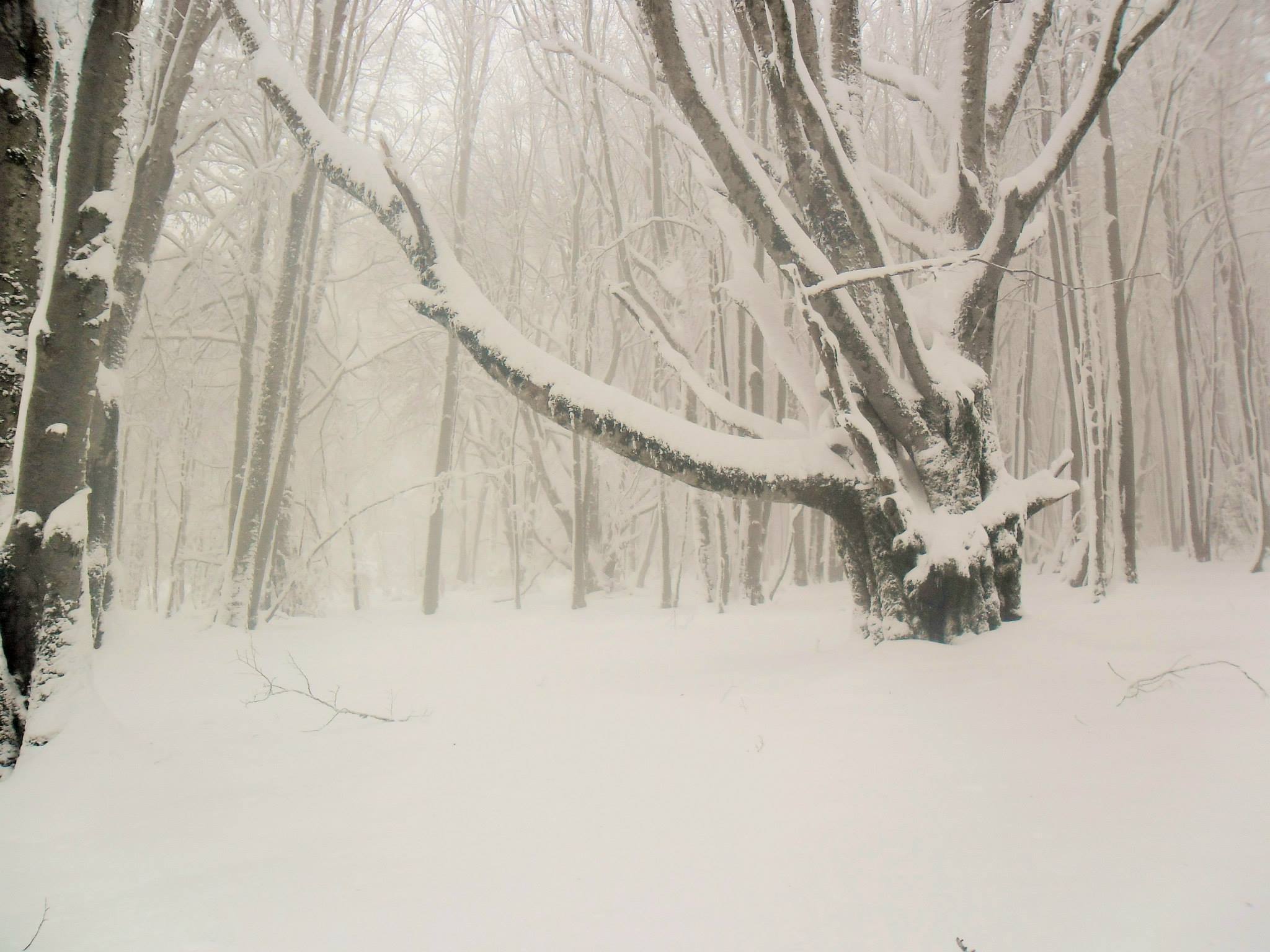 Raquettes dans la forêt de Vizzavona sous la neige Raquettes dans la forêt de Vizzavona sous la neige