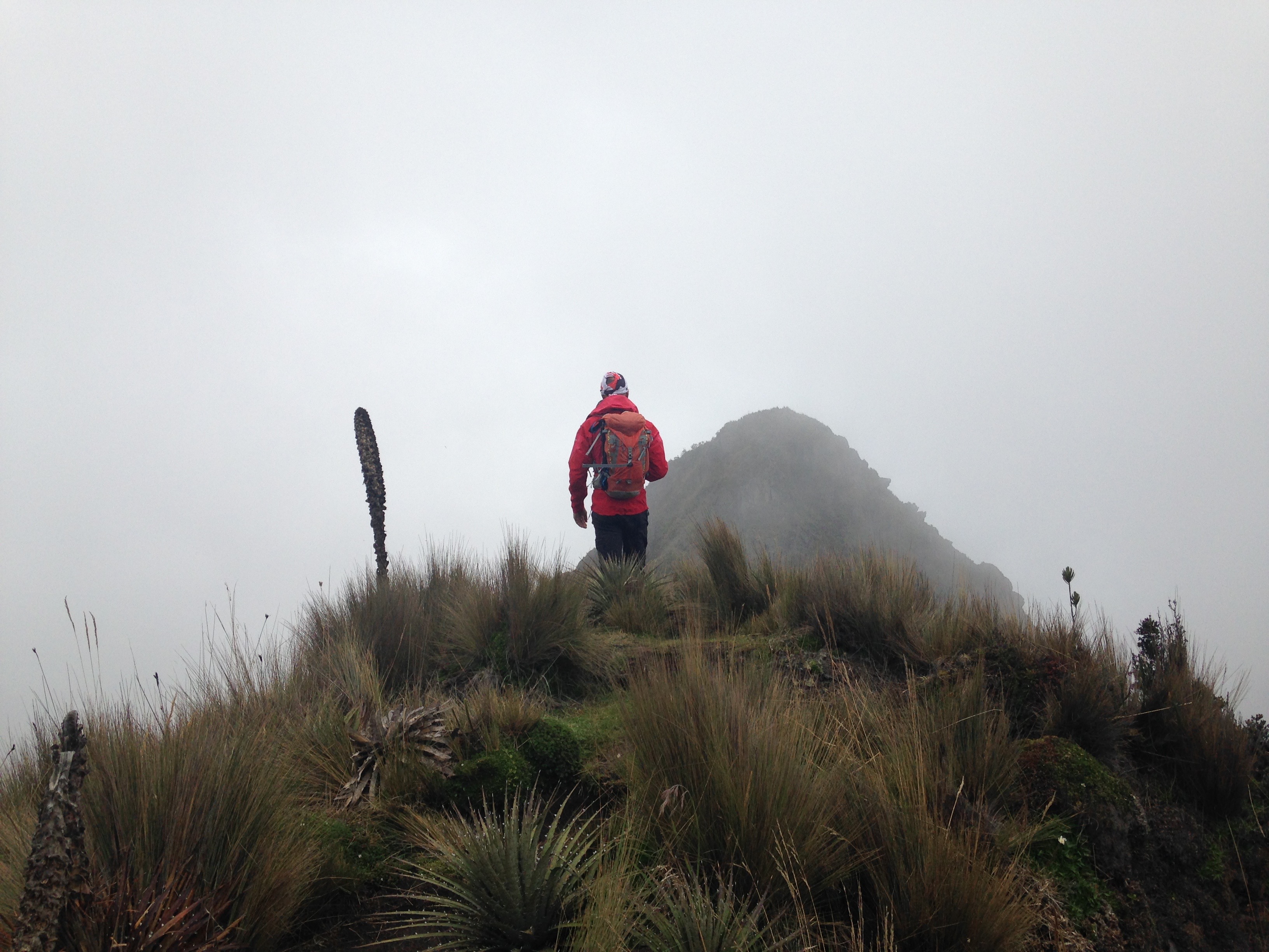 Végétation luxuriante au-delà de 4000 mètres Végétation luxuriante au-delà de 4000 mètres